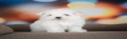 Maltese dogs for sale: Boaz - Ad 2
