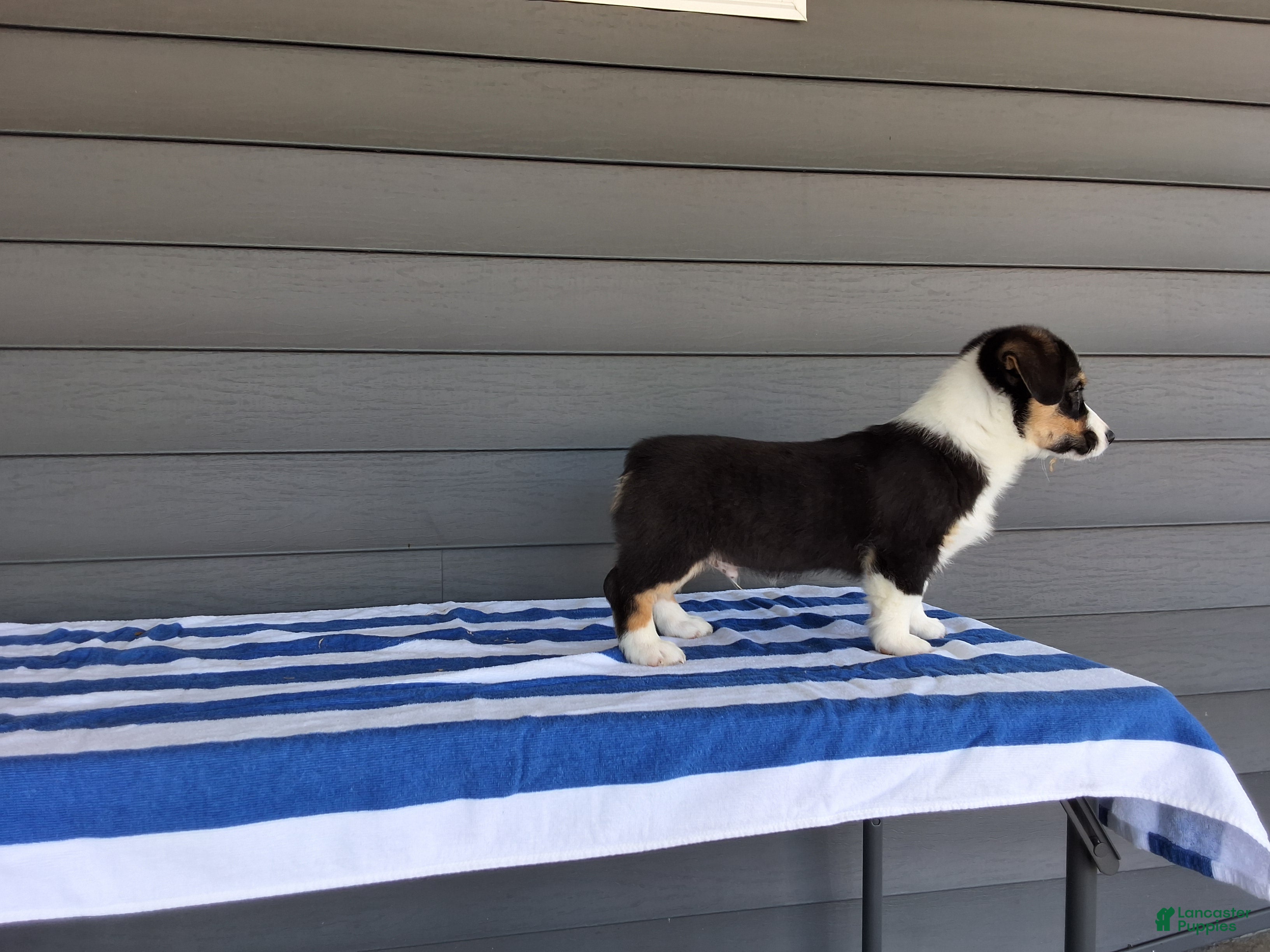 Welsh Corgi Pembroke dogs Milo - Ad 2