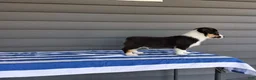 Welsh Corgi Pembroke dogs for sale: Milo - Ad 2