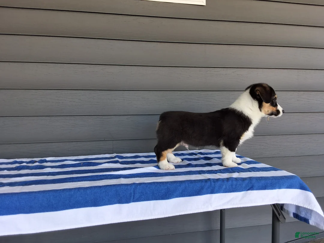 Welsh Corgi Pembroke dogs for sale: Milo - Ad 2