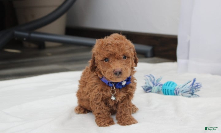 Bichpoo dogs Felix  - Ad 1