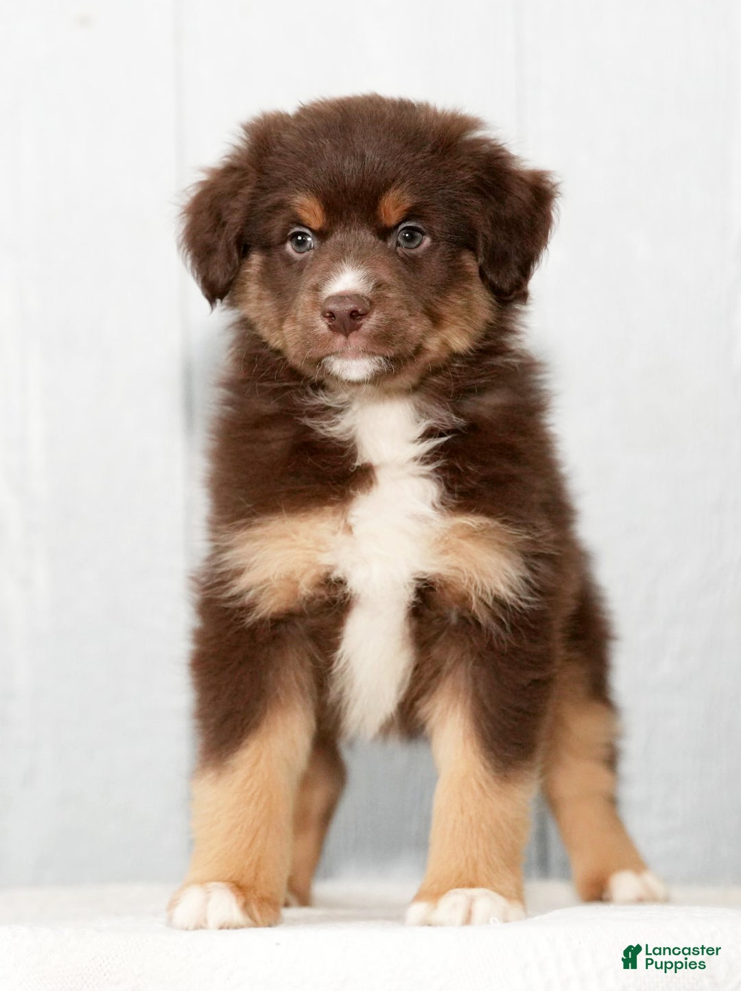 Miniature Australian Shepherd dogs for sale: Derek - Ad 6
