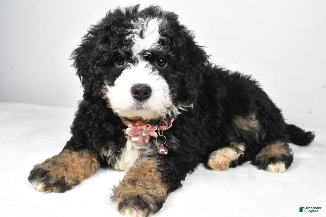 Mixed Breed dogs for sale: Coco - Ad 2