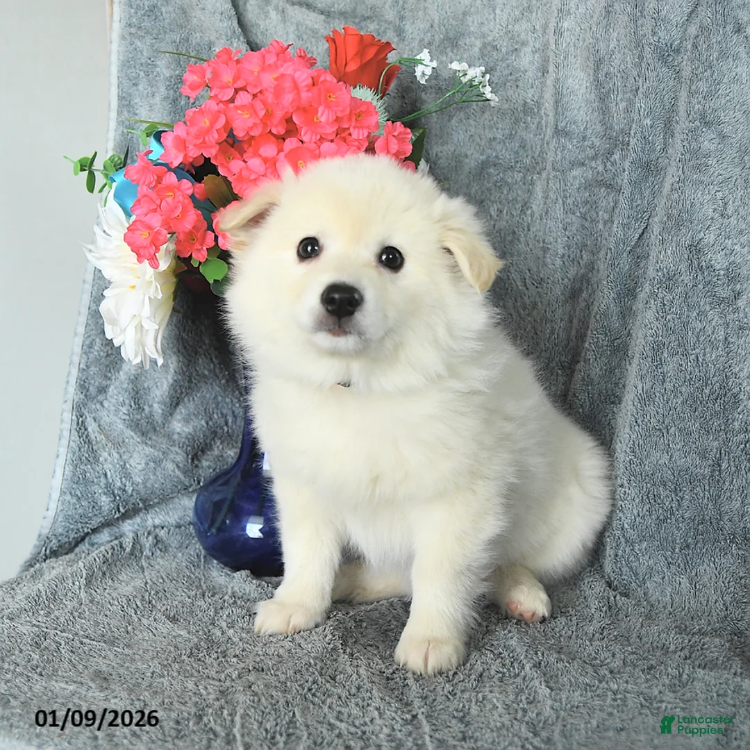 American Eskimo dogs for sale: Bubbles - Ad 4