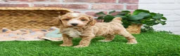 Miniature Poodle dogs for sale: Rhett - Ad 8
