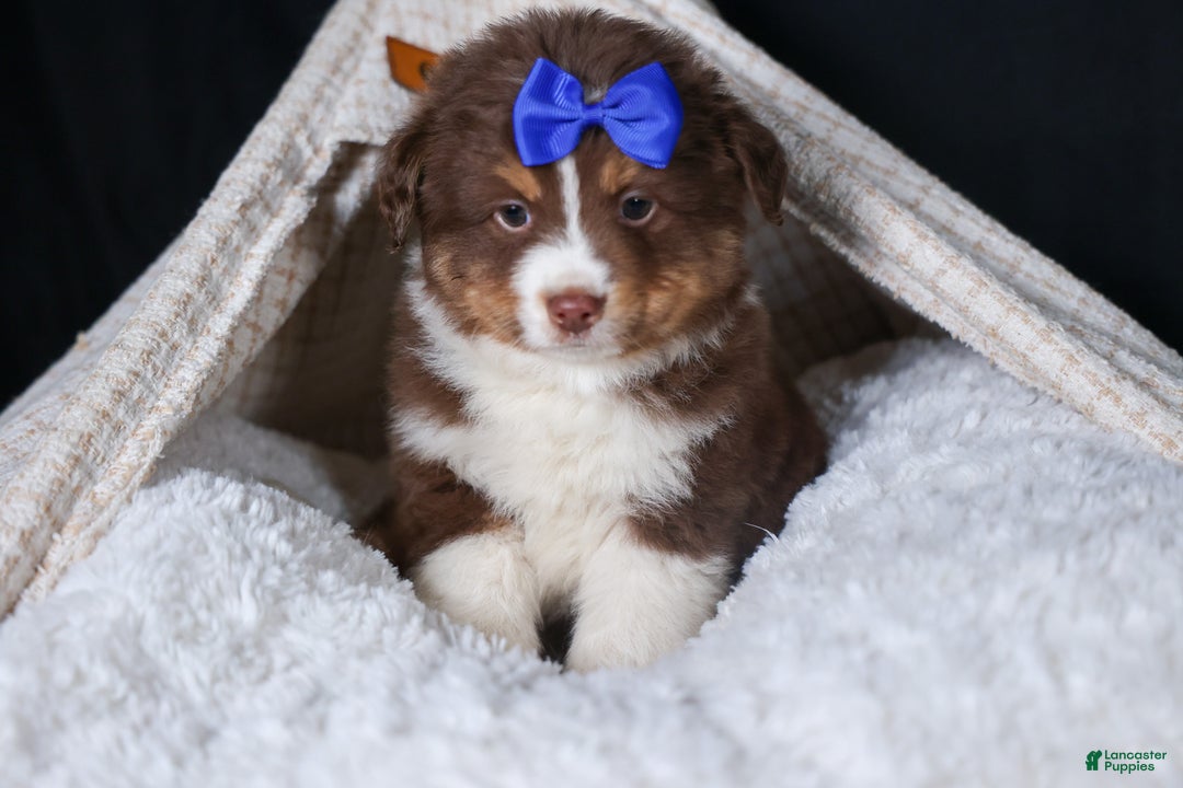 Miniature Australian Shepherd dogs for sale: SPIKE - Ad 15