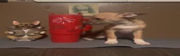 Chiweenie dogs for sale: Mai Tai  - Ad 2