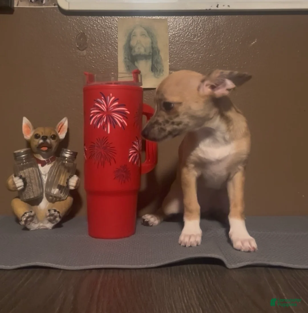 Chiweenie dogs for sale: Mai Tai  - Ad 2