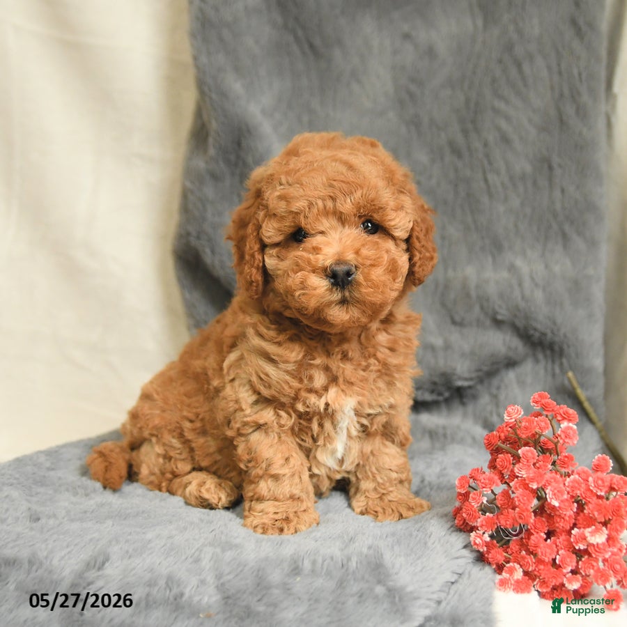 Maltipoo dogs Snickers - Ad 1