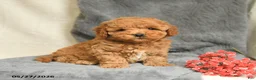 Maltipoo dogs for sale: Snickers - Ad 1