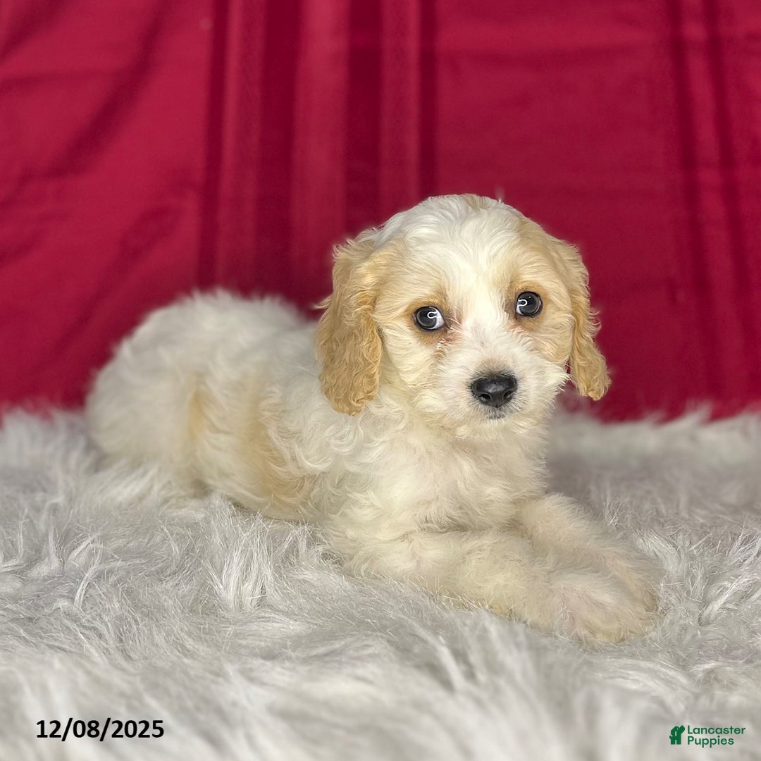 Cavachon dogs for sale: Athenia - Ad 3