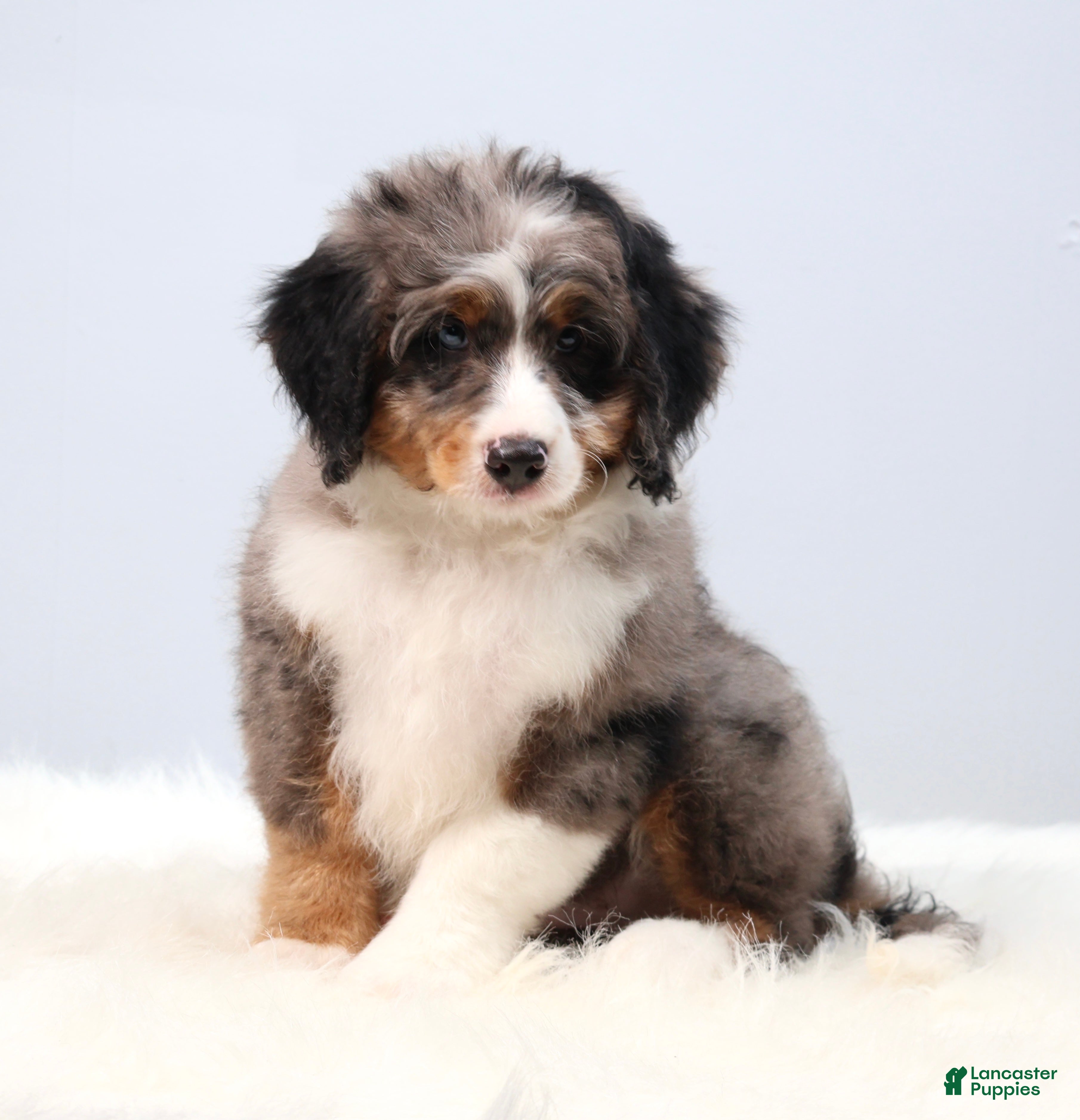 Mini Bernedoodle dogs Felix  - Ad 2
