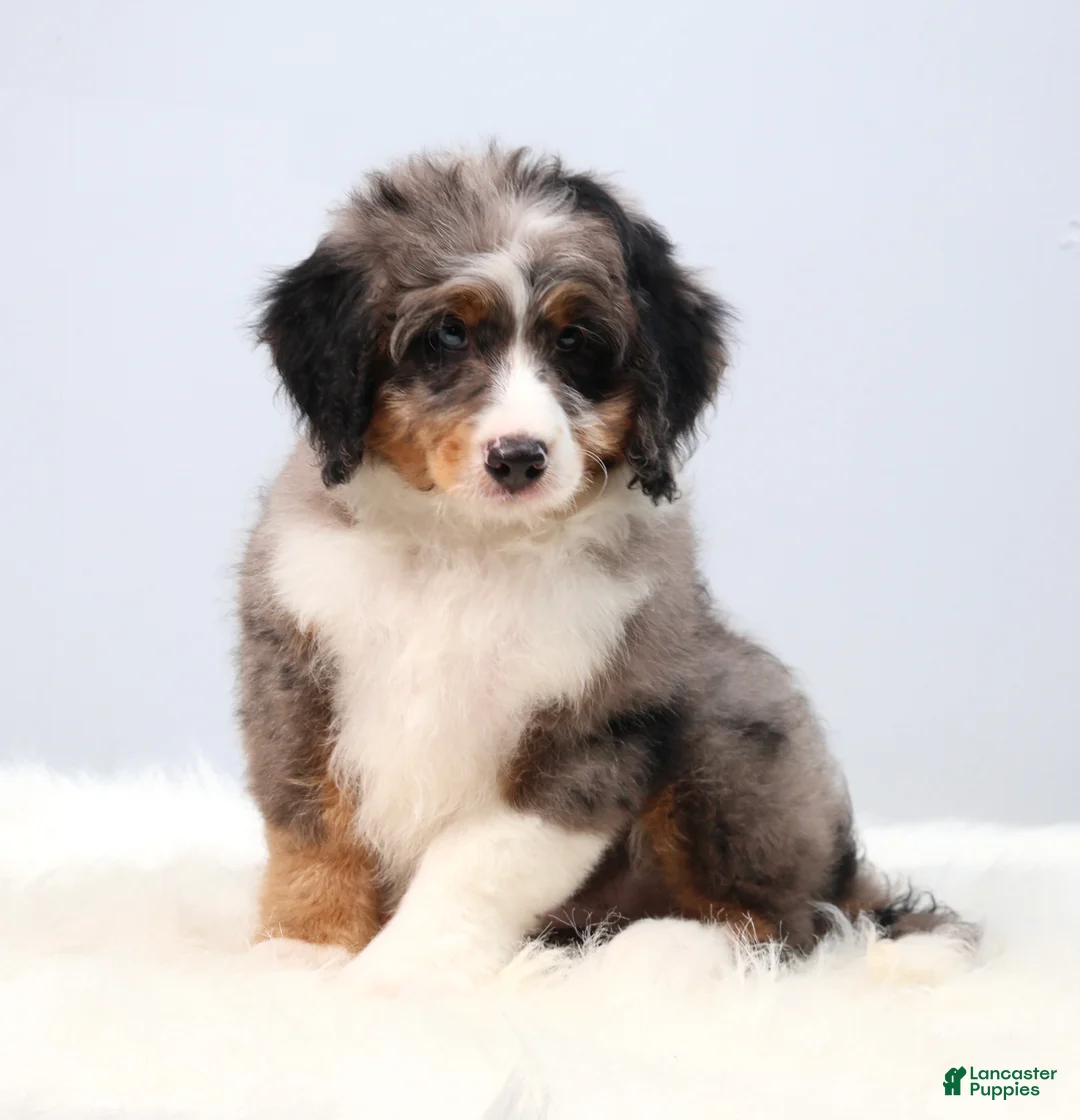Mini Bernedoodle dogs for sale: Felix  - Ad 2