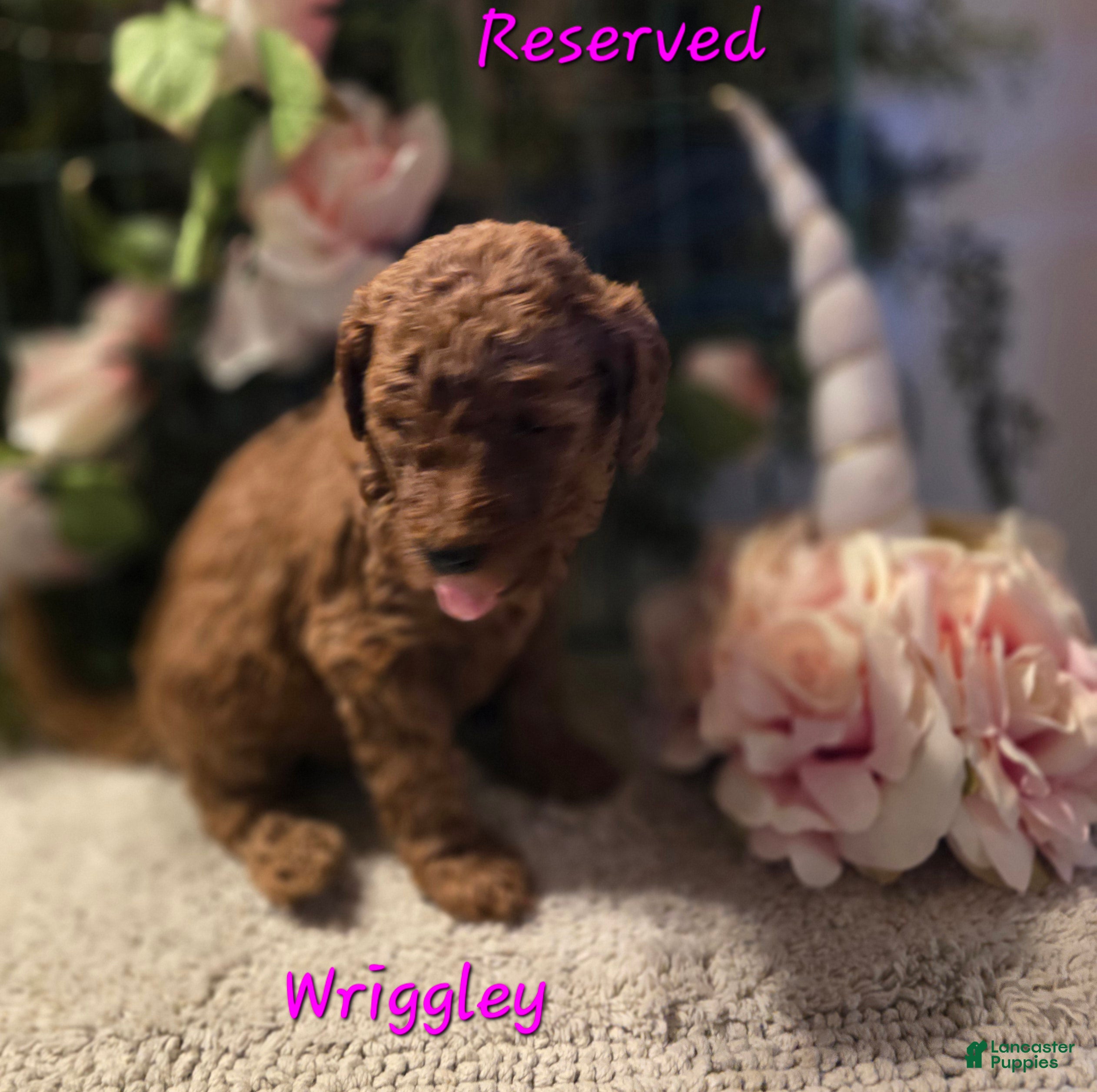 Goldendoodle dogs Goldendoodle Puppy 5 Sold - Ad 18