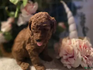 Goldendoodle dogs Goldendoodle Puppy 5 Sold - Ad 18