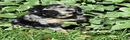 Standard Poodle dogs for sale: Standard Poodle 10 Blue Merle - Ad 11