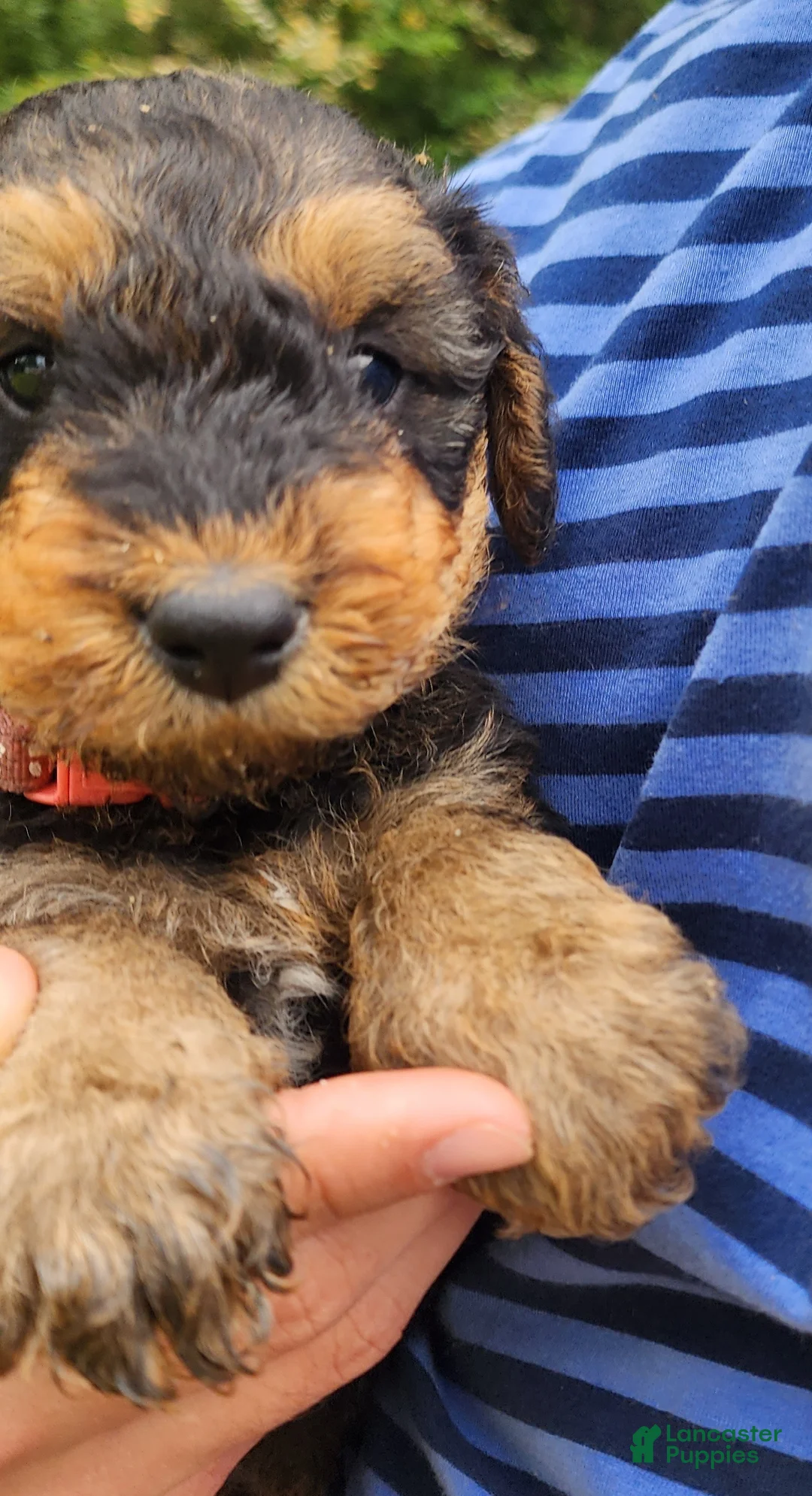 Airedale Terrier dogs for sale: Enchanted Airedales - Pink Boy - Ad 1
