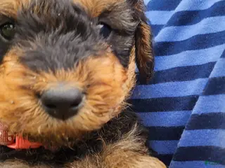 Airedale Terrier dogs for sale: Enchanted Airedales - Pink Boy - Ad 4