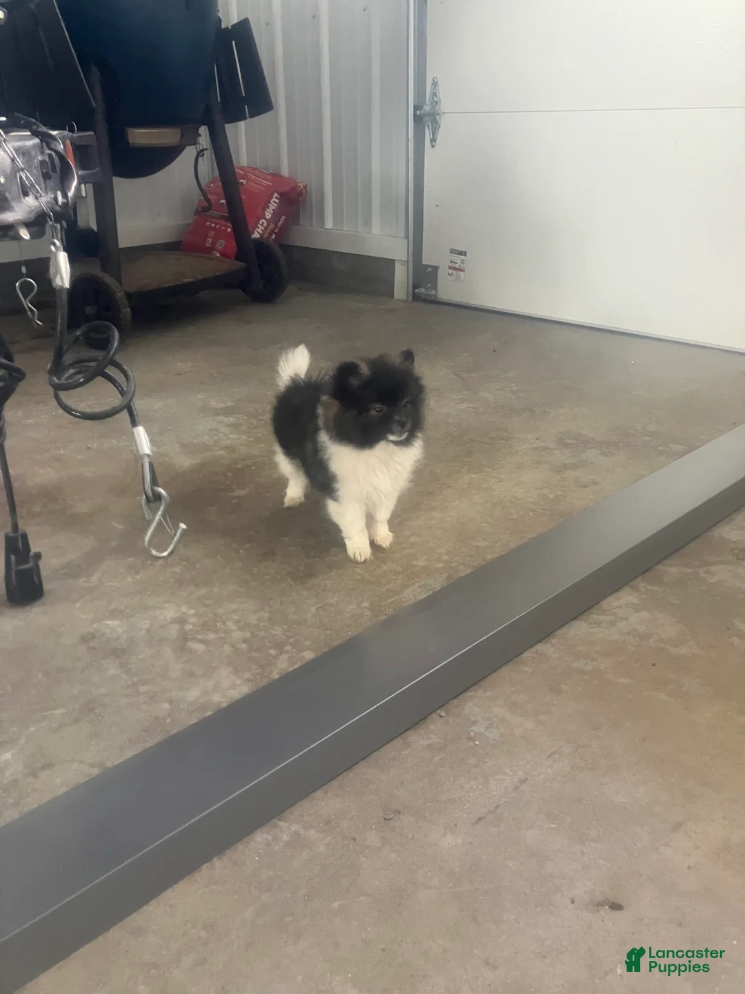 Pomeranian dogs for sale: Polly - Ad 5