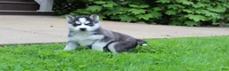 Siberian Husky dogs for sale: Alaska - Ad 7