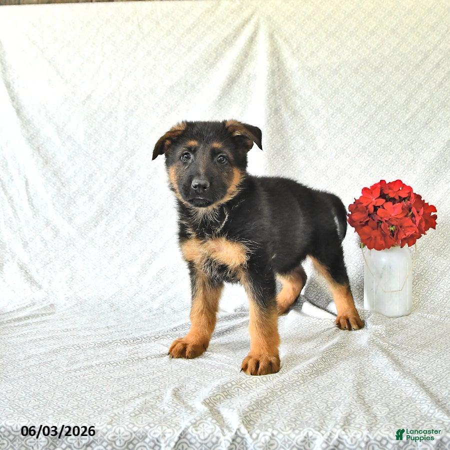 German Shepherd dogs for sale: Buddy - Ad 3