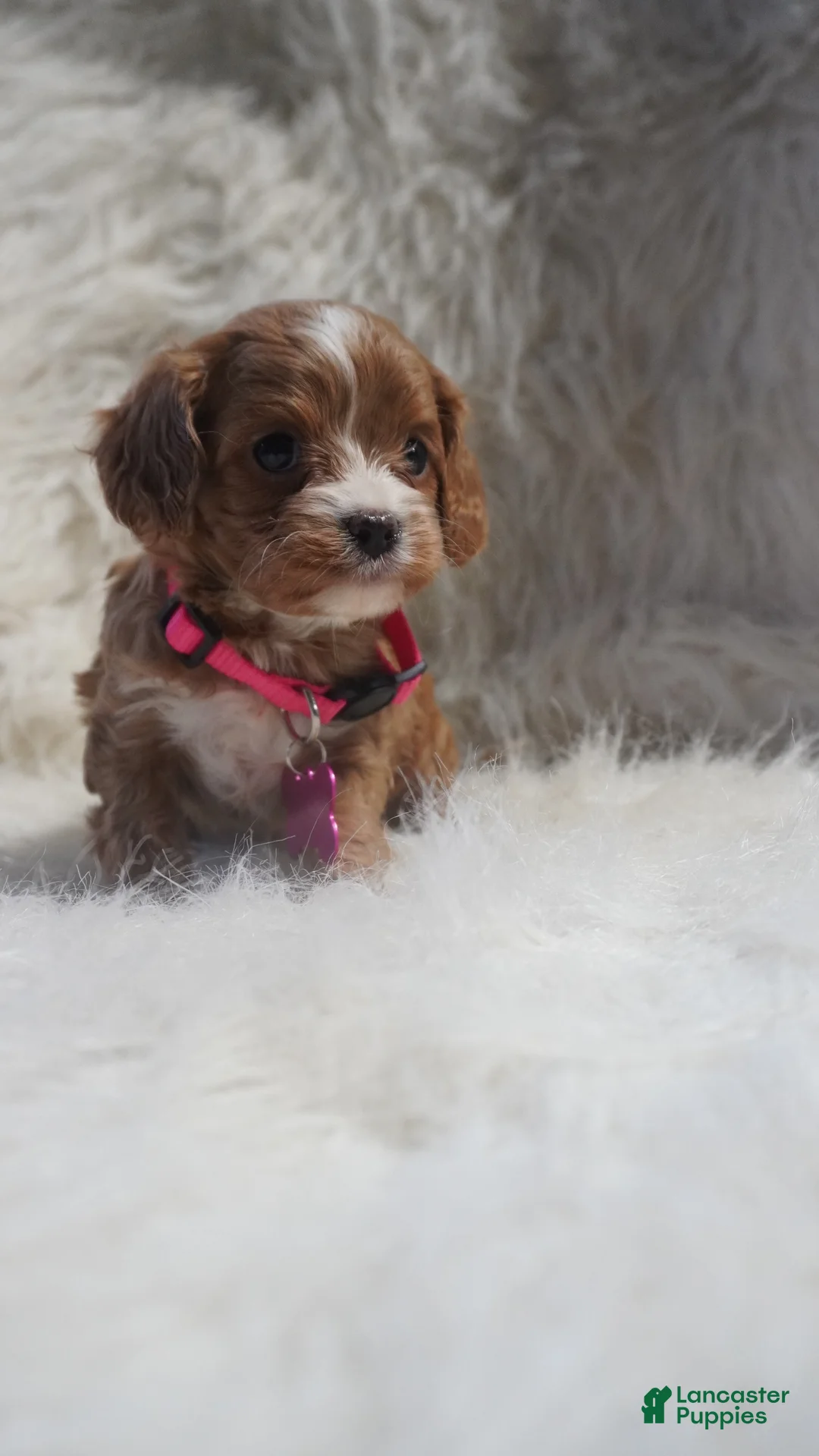 Cavapoo dogs for sale: Sadie - Ad 1