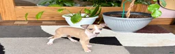 Italian Greyhound dogs for sale: Jaden  - Ad 9