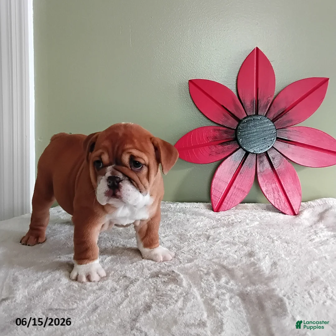 English Bulldog dogs for sale: Karol - Ad 3