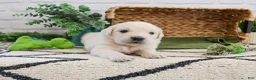 Golden Retriever dogs for sale: Colorado  - Ad 5