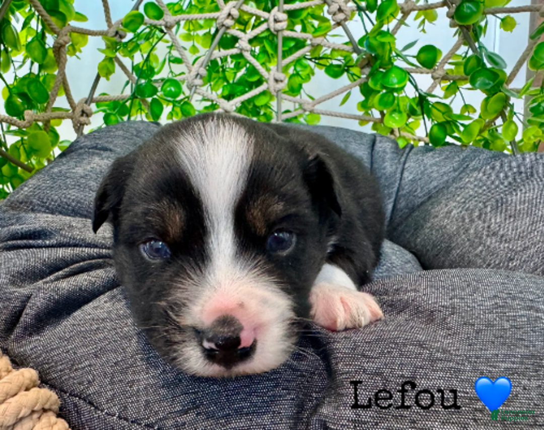 Miniature Australian Shepherd dogs for sale: Lefou - Ad 3