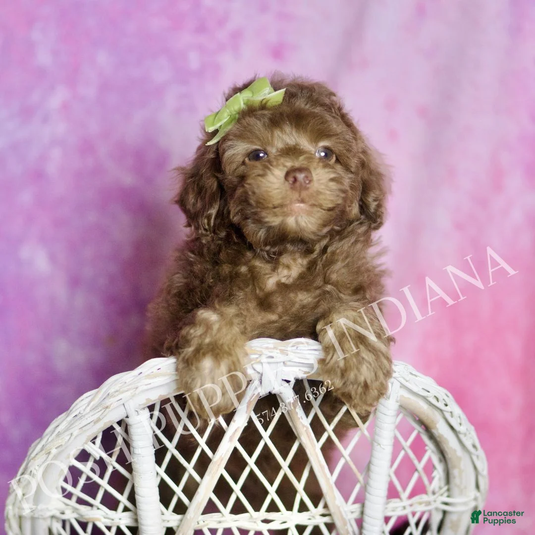 Standard Poodle dogs for sale: Dillie - Ad 1
