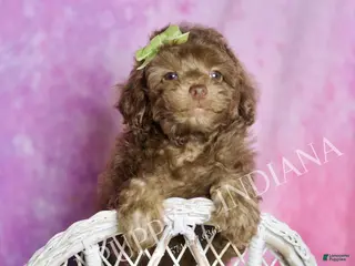 Standard Poodle dogs Dillie - Ad 25