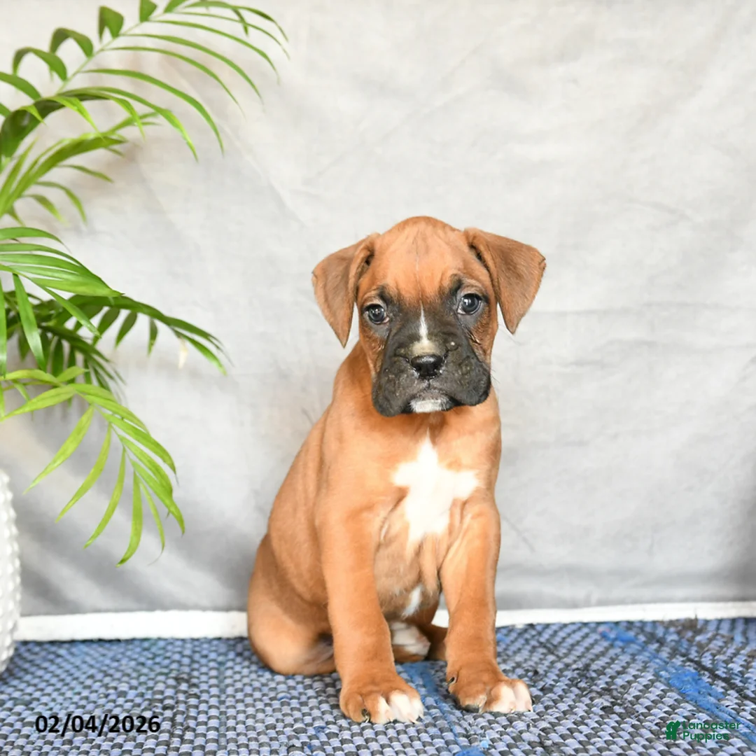 Boxer dogs for sale: Rudy - Ad 2