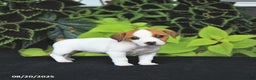 Jack Russell Terrier dogs for sale: Mia  - Ad 2