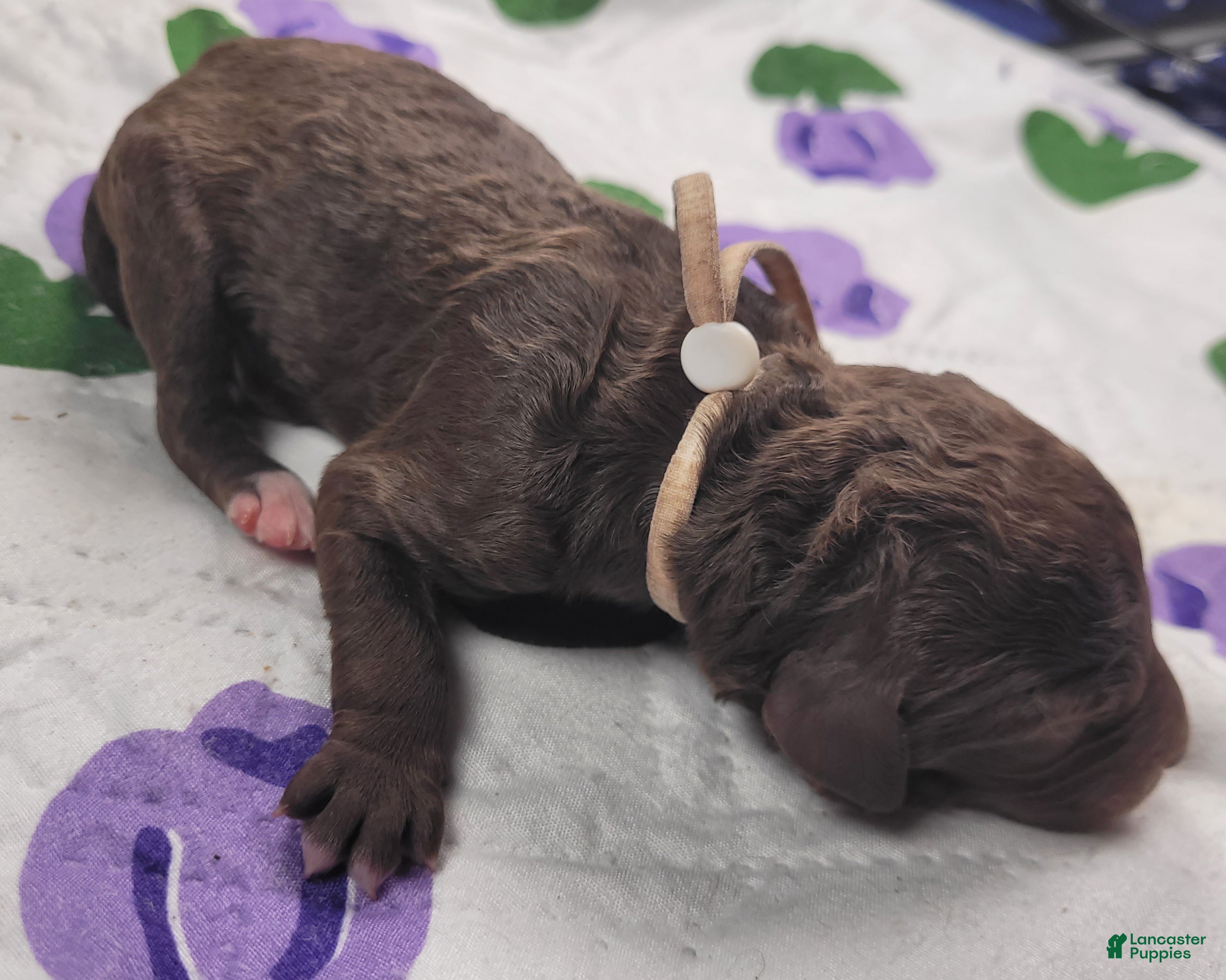 Labradoodle dogs Gardenia - Ad 6