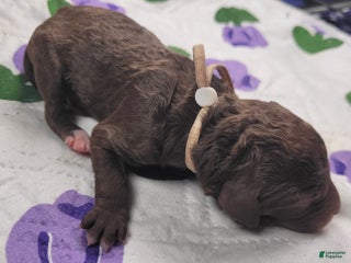 Labradoodle dogs Gardenia - Ad 6