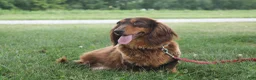 Miniature Dachshund dogs for sale: Olina - Ad 4