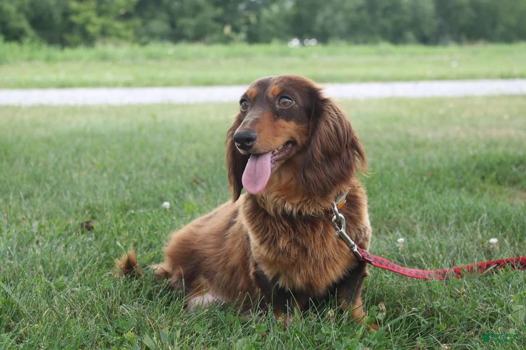 Miniature Dachshund dogs for sale: Olina - Ad 4
