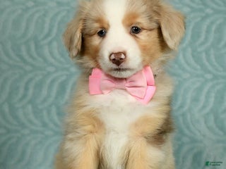 Australian Shepherd dogs Gracie - Ad 22