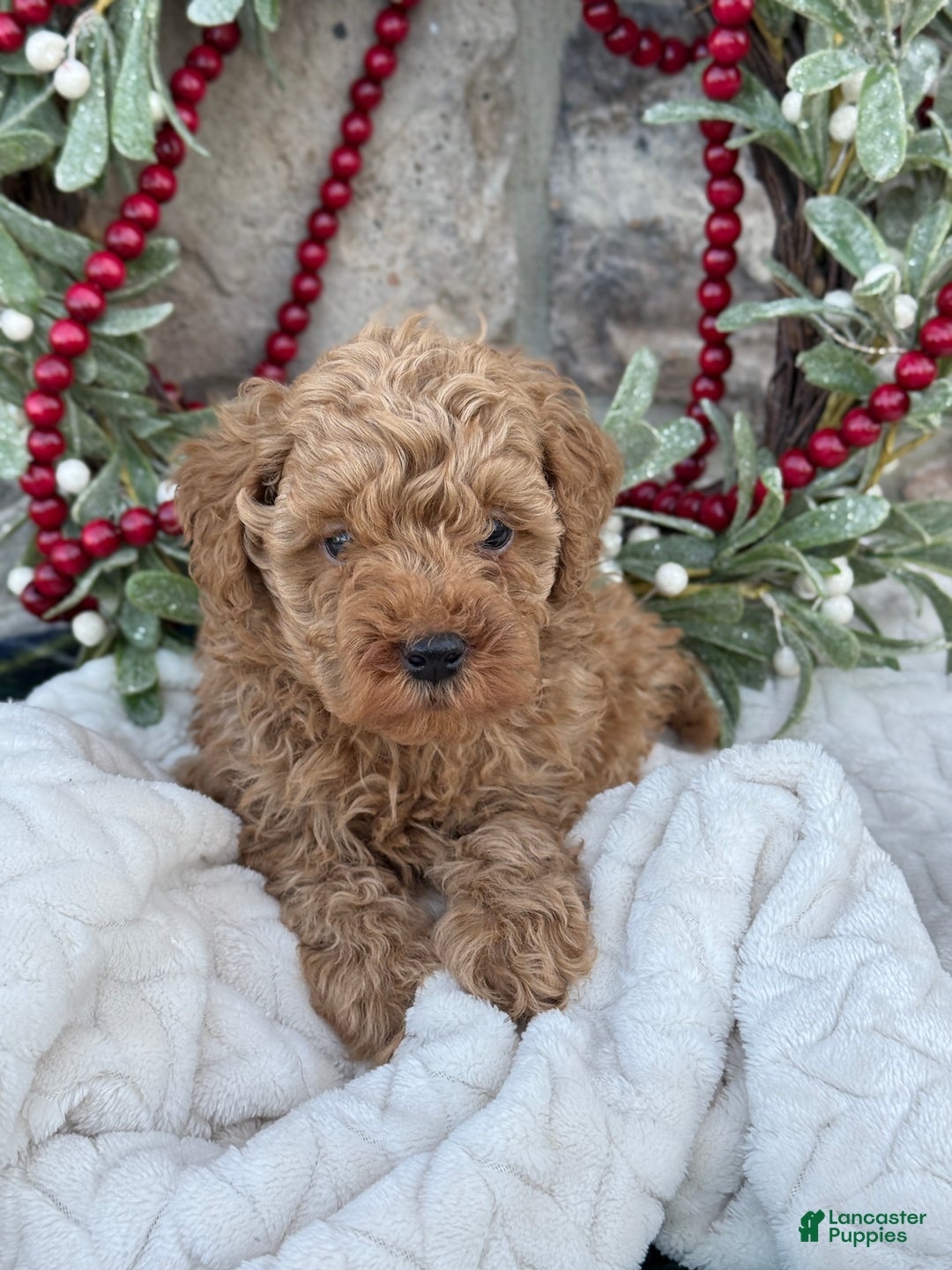 Toy Poodle dogs for sale: Trotter - Ad 3
