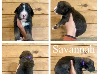 Bernedoodle dogs Savannah- Standard F1 - Ad 29