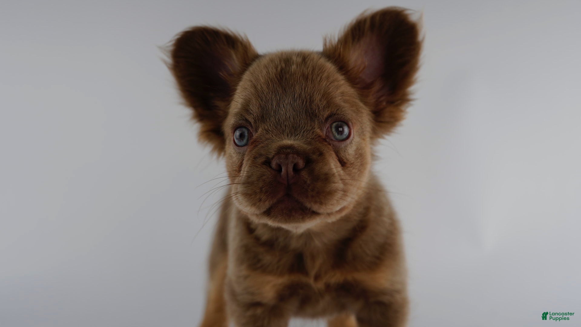 French Bulldog dogs French Bulldog Puppy 4 - Ad 1