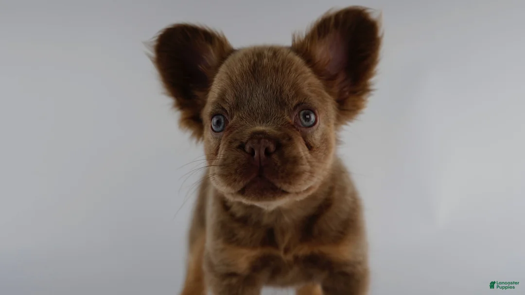 French Bulldog dogs for sale: French Bulldog Puppy 4 - Ad 1