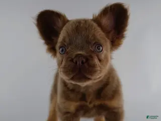 French Bulldog dogs for sale: French Bulldog Puppy 4 - Ad 2