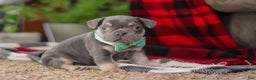 Frenchton dogs for sale: Leo - Ad 6