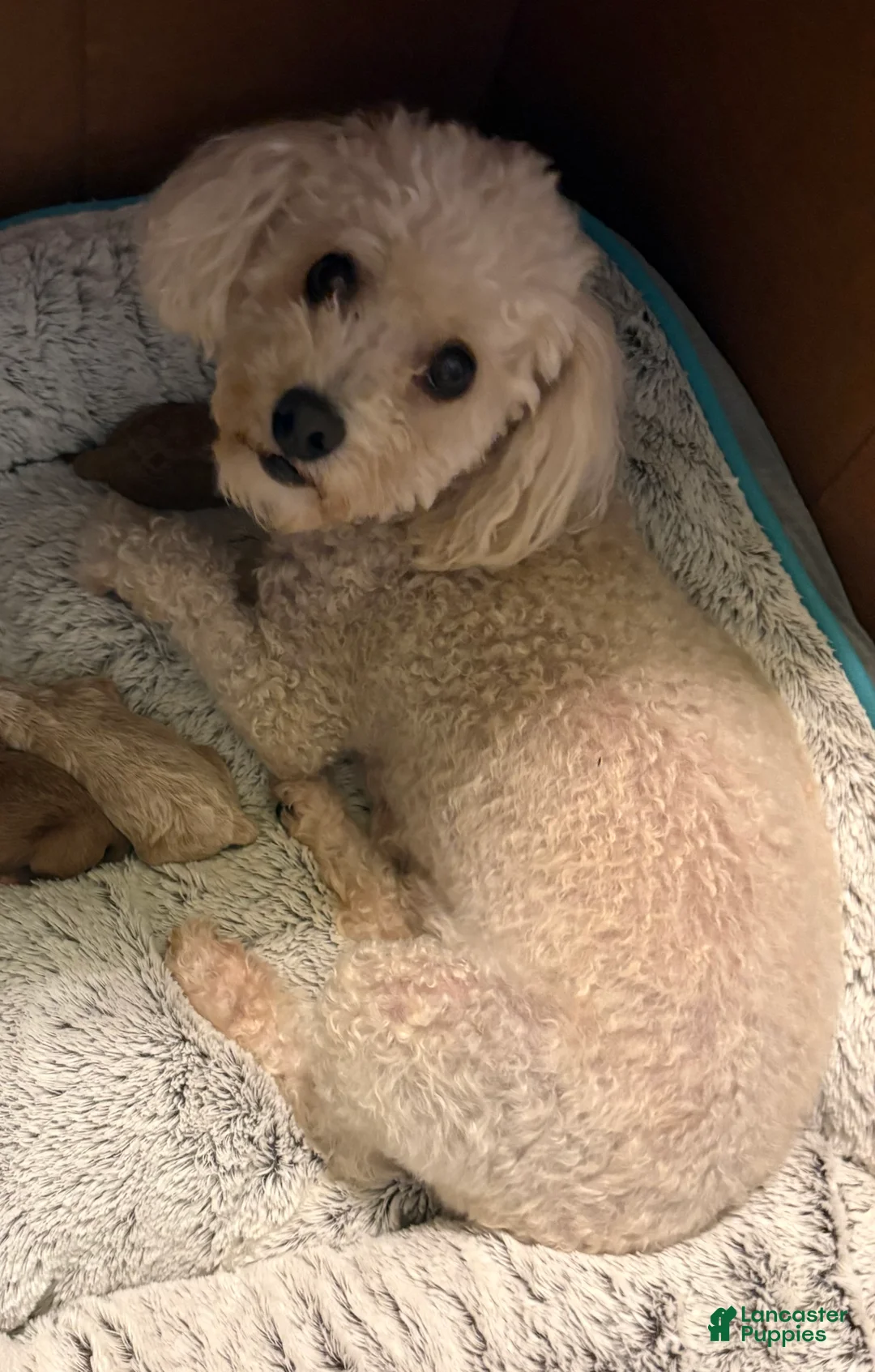 Bichpoo dogs for sale: Spot - Ad 4
