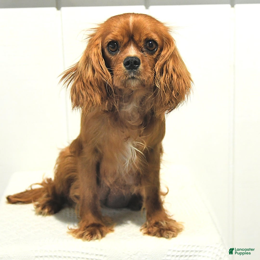 Cavapoo dogs for sale: Gage - Ad 6