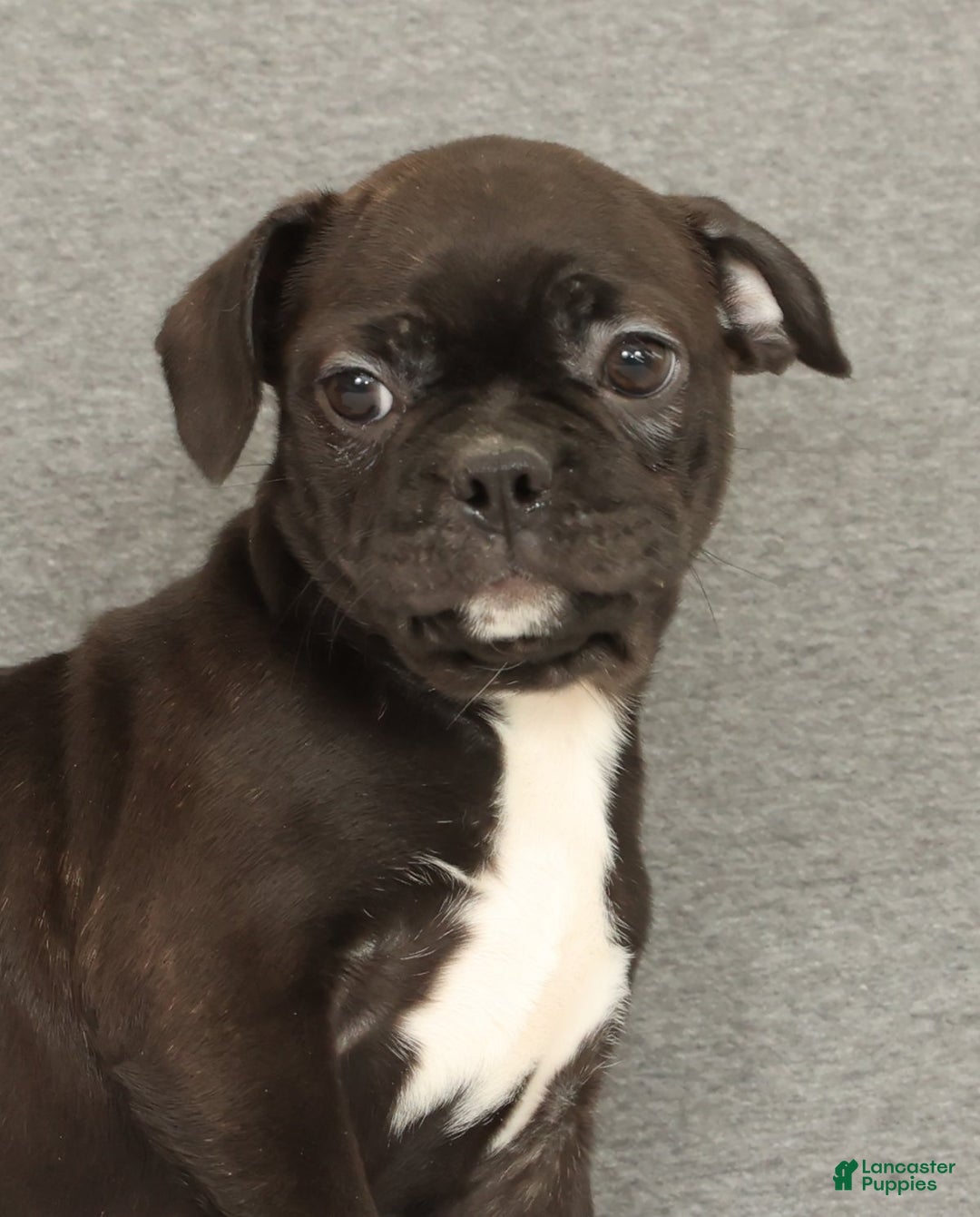 Frenchton dogs for sale: Eggnog - Ad 9