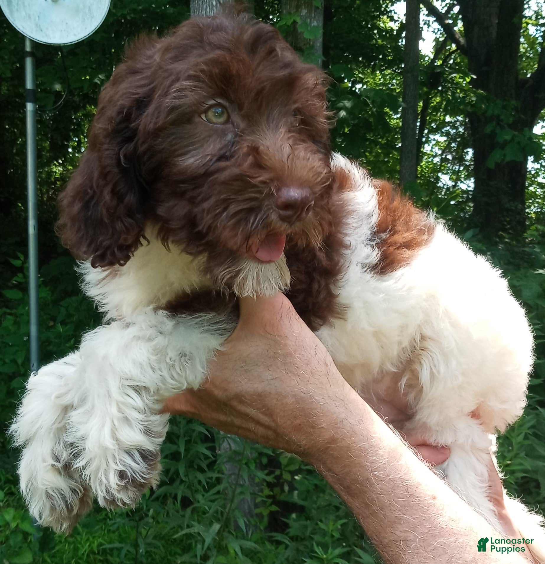 Cockapoo dogs for sale: "Rakia" $350 Elizabeth, IN / Louisville, KY - Ad 1