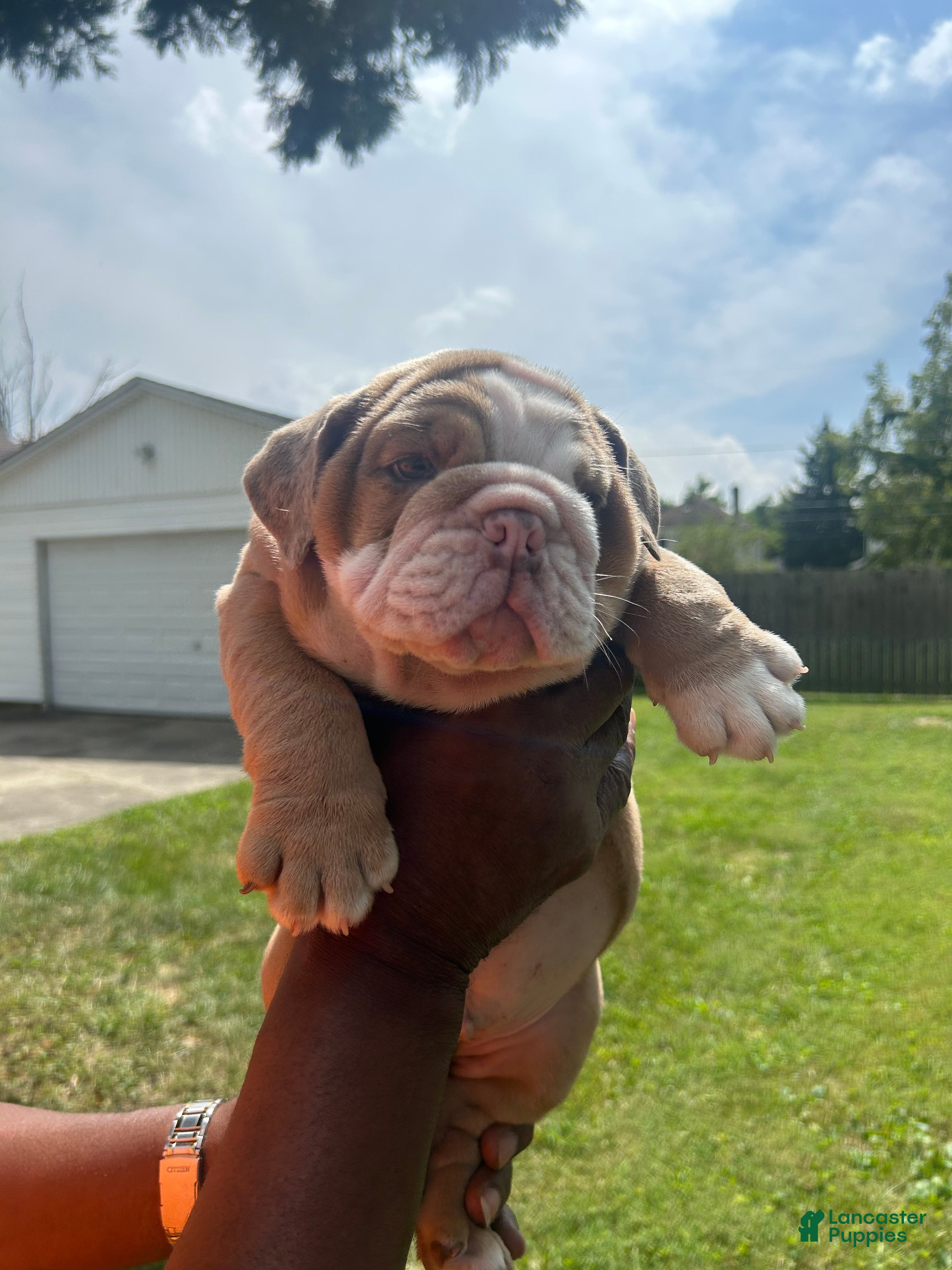 English Bulldog dogs English Bulldog Puppy 1 - Ad 20